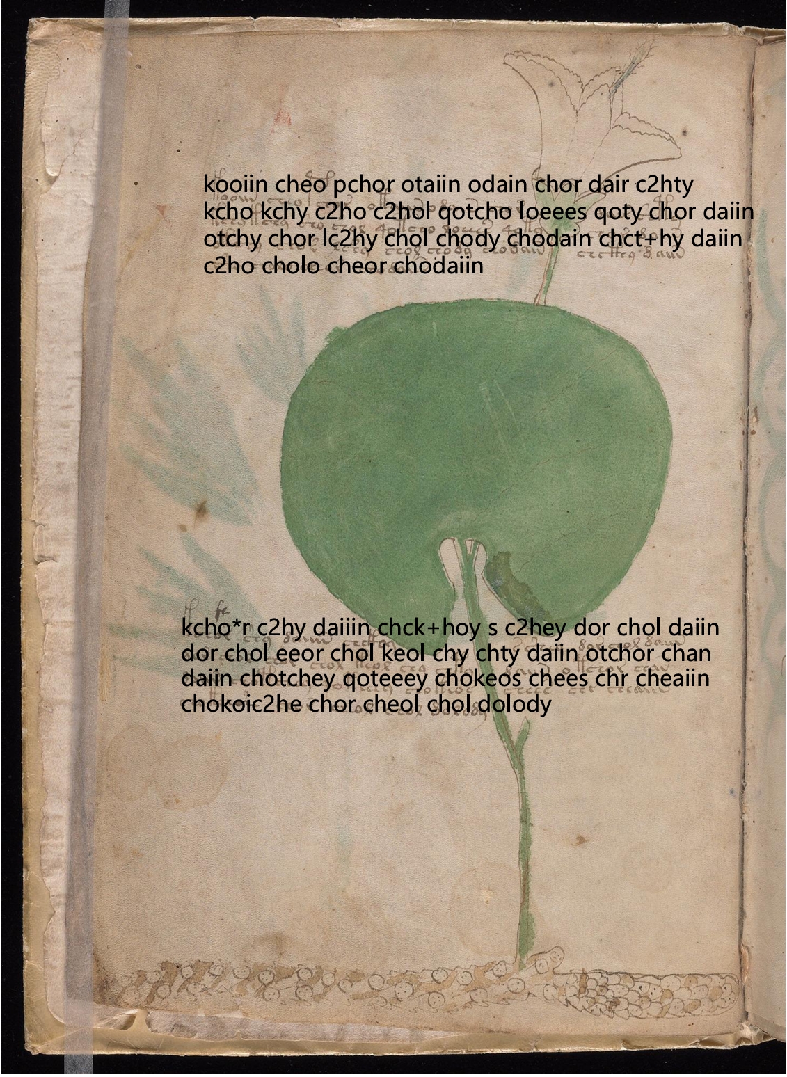 Folio 2v glyph overlay on parchment